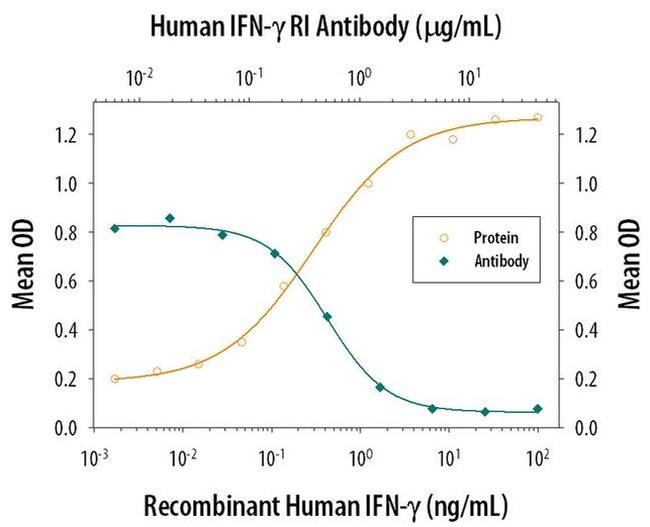 IFNGR1 Antibody