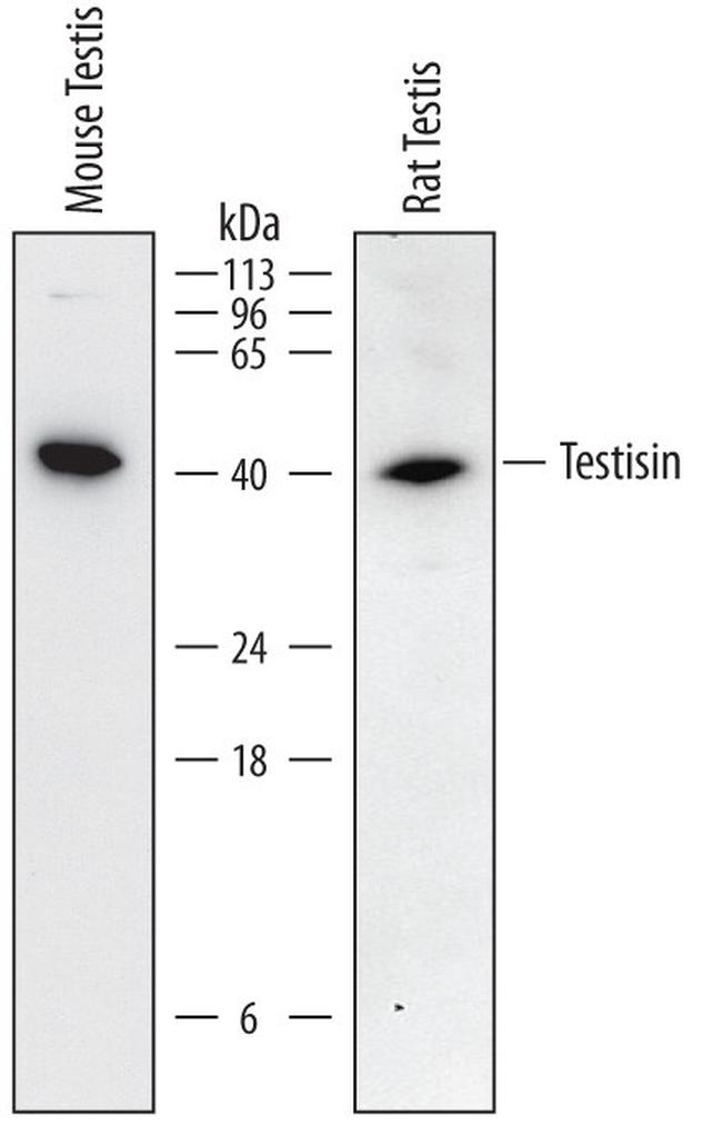 PRSS21 Antibody in Western Blot (WB)