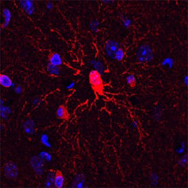 PLXNB3 Antibody in Immunohistochemistry (Frozen) (IHC (F))