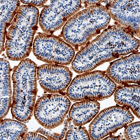 Angiotensinogen Antibody in Immunohistochemistry (Frozen) (IHC (F))