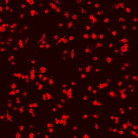 CD42d Antibody in Immunocytochemistry (ICC/IF)