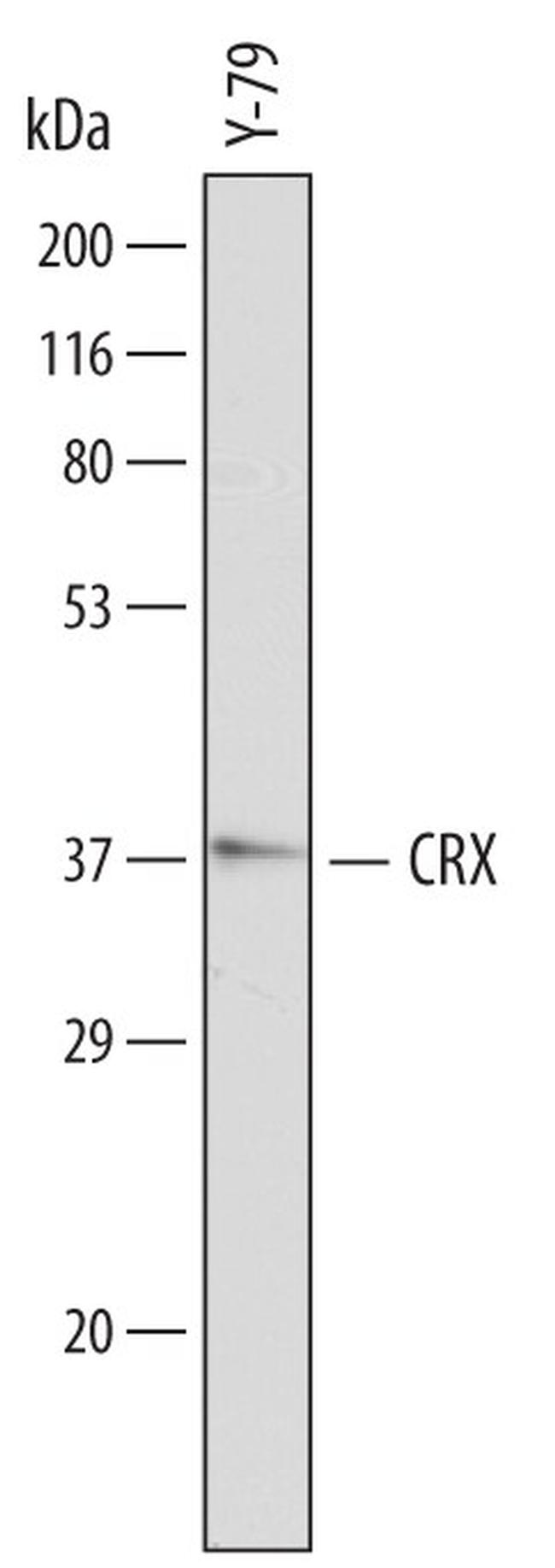 CRX Antibody in Western Blot (WB)