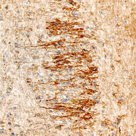 NELL1 Antibody in Immunohistochemistry (Frozen) (IHC (F))