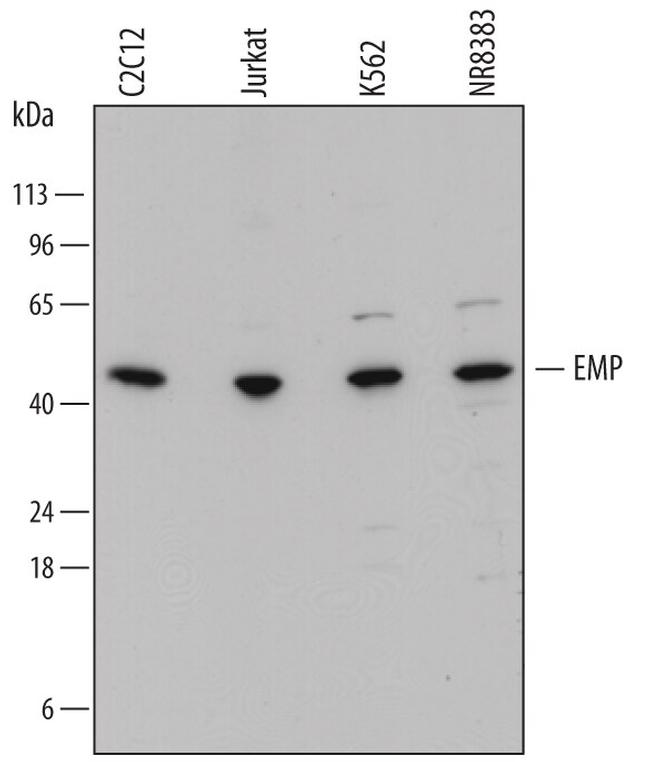 EMP Antibody in Western Blot (WB)