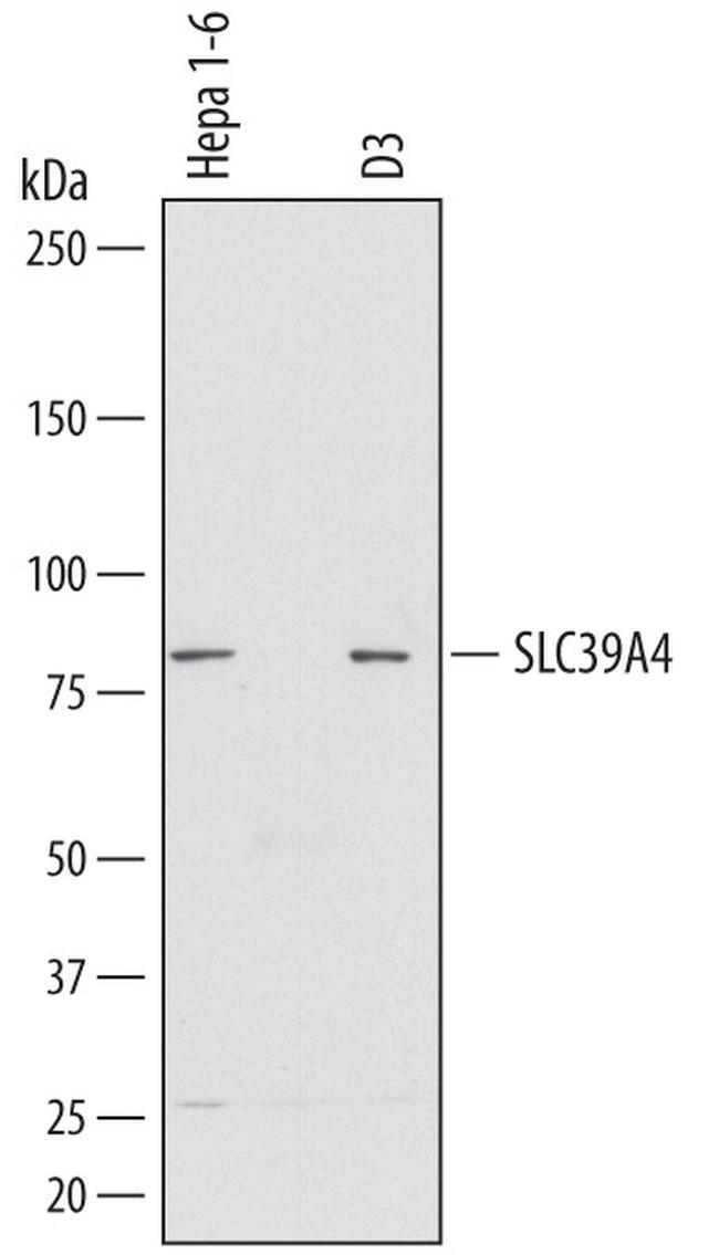 SLC39A4 Antibody in Western Blot (WB)