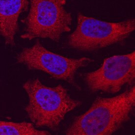 C2CD3 Antibody in Immunocytochemistry (ICC/IF)