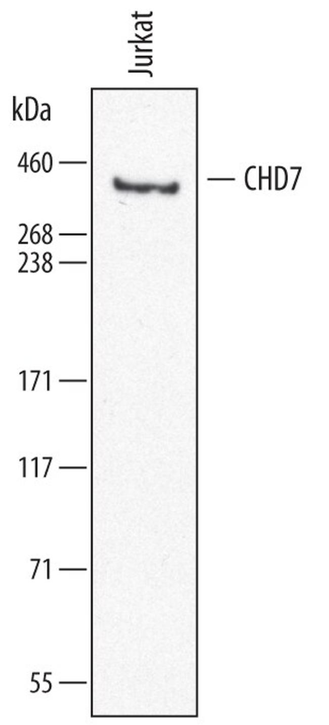 CHD7 Antibody in Western Blot (WB)