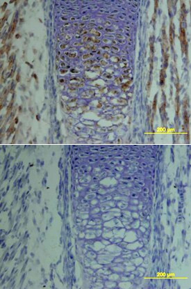 TSG Antibody in Immunohistochemistry (Frozen) (IHC (F))