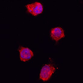 IL1RA Antibody in Immunocytochemistry (ICC/IF)