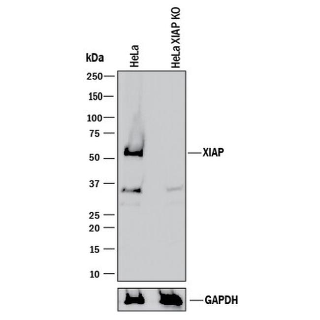 XIAP Antibody in Western Blot (WB)