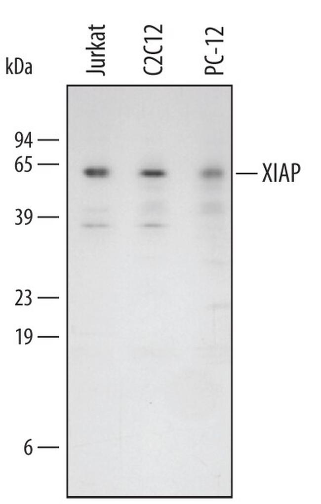 XIAP Antibody in Western Blot (WB)