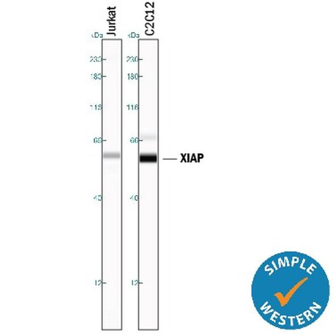 XIAP Antibody in Western Blot (WB)