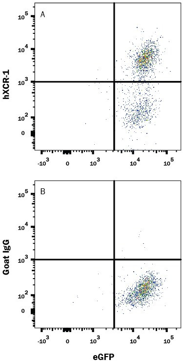 XCR1 Antibody in Flow Cytometry (Flow)