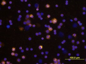 MIP-3 beta Antibody in Immunocytochemistry (ICC/IF)