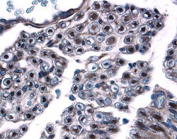 Contactin 1 Antibody in Immunohistochemistry (Paraffin) (IHC (P))