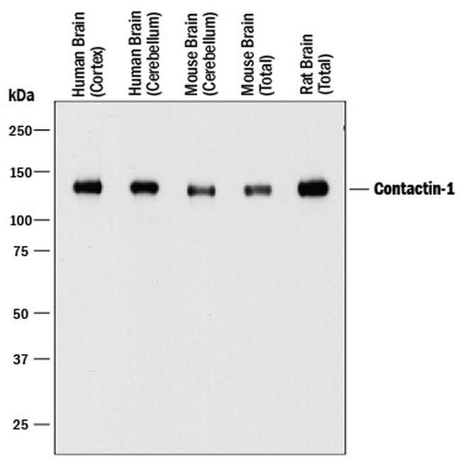 Contactin 1 Antibody in Western Blot (WB)