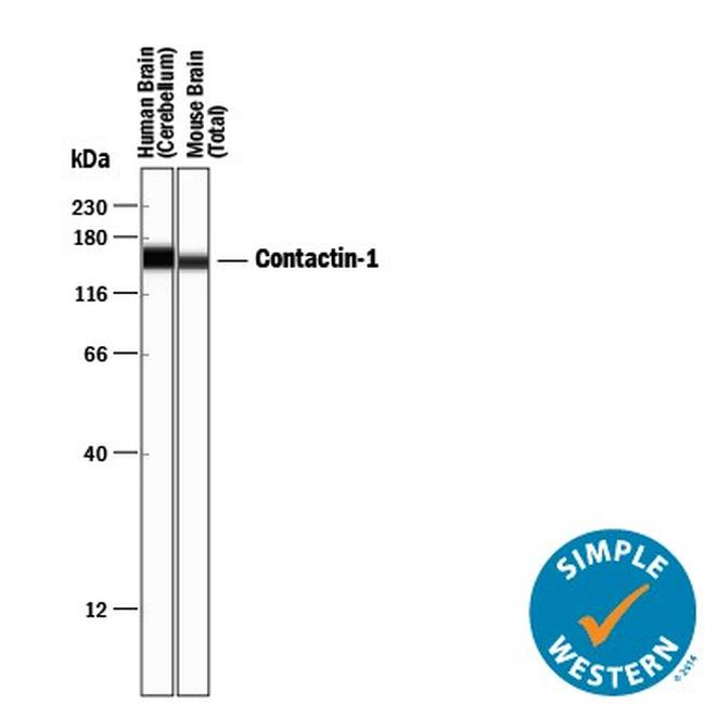 Contactin 1 Antibody in Western Blot (WB)