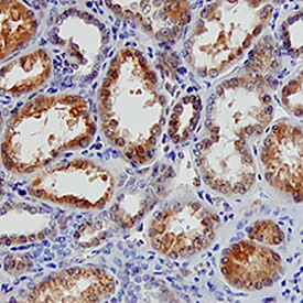 BAMBI Antibody in Immunohistochemistry (Paraffin) (IHC (P))