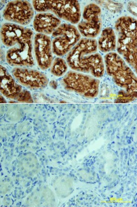 ACE Antibody in Immunohistochemistry (Paraffin) (IHC (P))