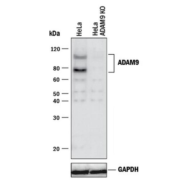 ADAM9 Antibody in Western Blot (WB)