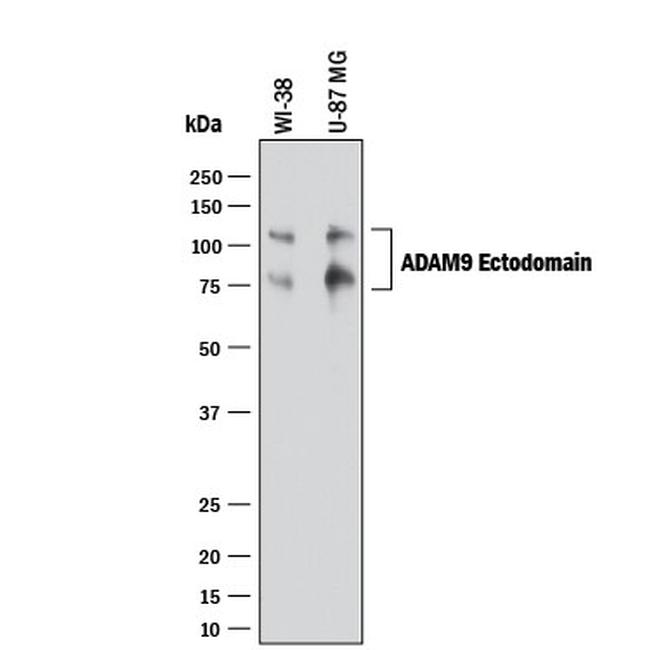 ADAM9 Antibody in Western Blot (WB)