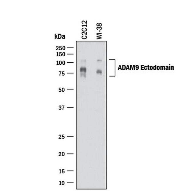 ADAM9 Antibody in Western Blot (WB)