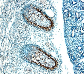 GREM1 Antibody in Immunohistochemistry (Frozen) (IHC (F))