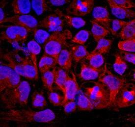 GDF3 Antibody in Immunocytochemistry (ICC/IF)