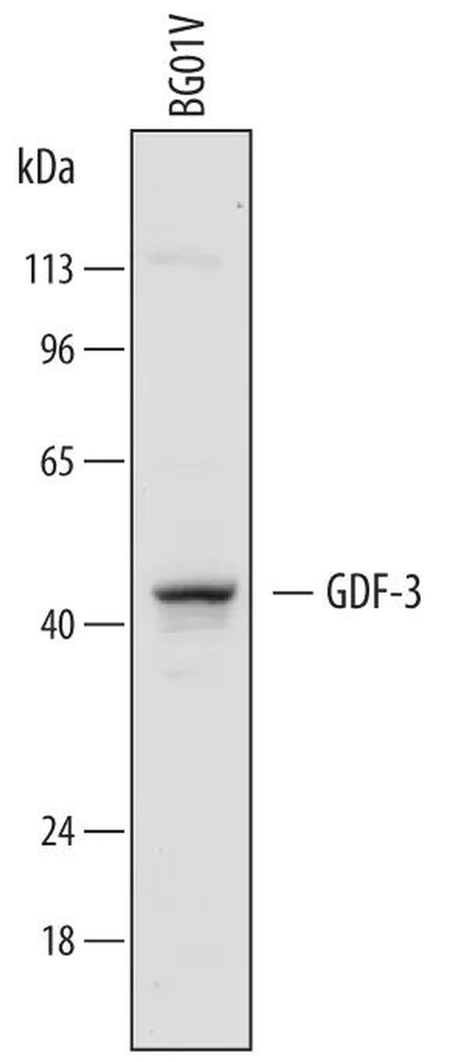 GDF3 Antibody in Western Blot (WB)