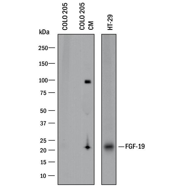 FGF19 Antibody in Western Blot (WB)