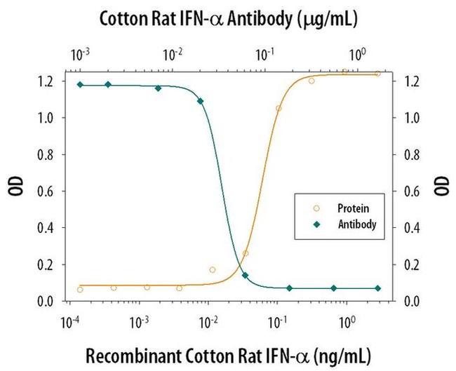 IFN alpha Antibody