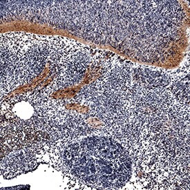 FGF16 Antibody in Immunohistochemistry (Frozen) (IHC (F))