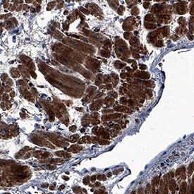 FGF16 Antibody in Immunohistochemistry (Paraffin) (IHC (P))