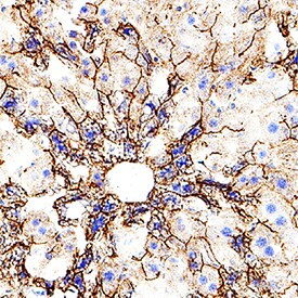 TIMD2 Antibody in Immunohistochemistry (Frozen) (IHC (F))