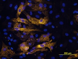 Adiponectin Antibody in Immunocytochemistry (ICC/IF)