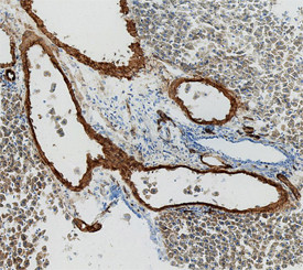 Adiponectin Antibody in Immunohistochemistry (Frozen) (IHC (F))