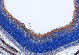 WNT9B Antibody in Immunohistochemistry (Frozen) (IHC (F))