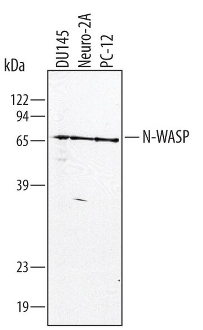 N-WASP Antibody in Western Blot (WB)