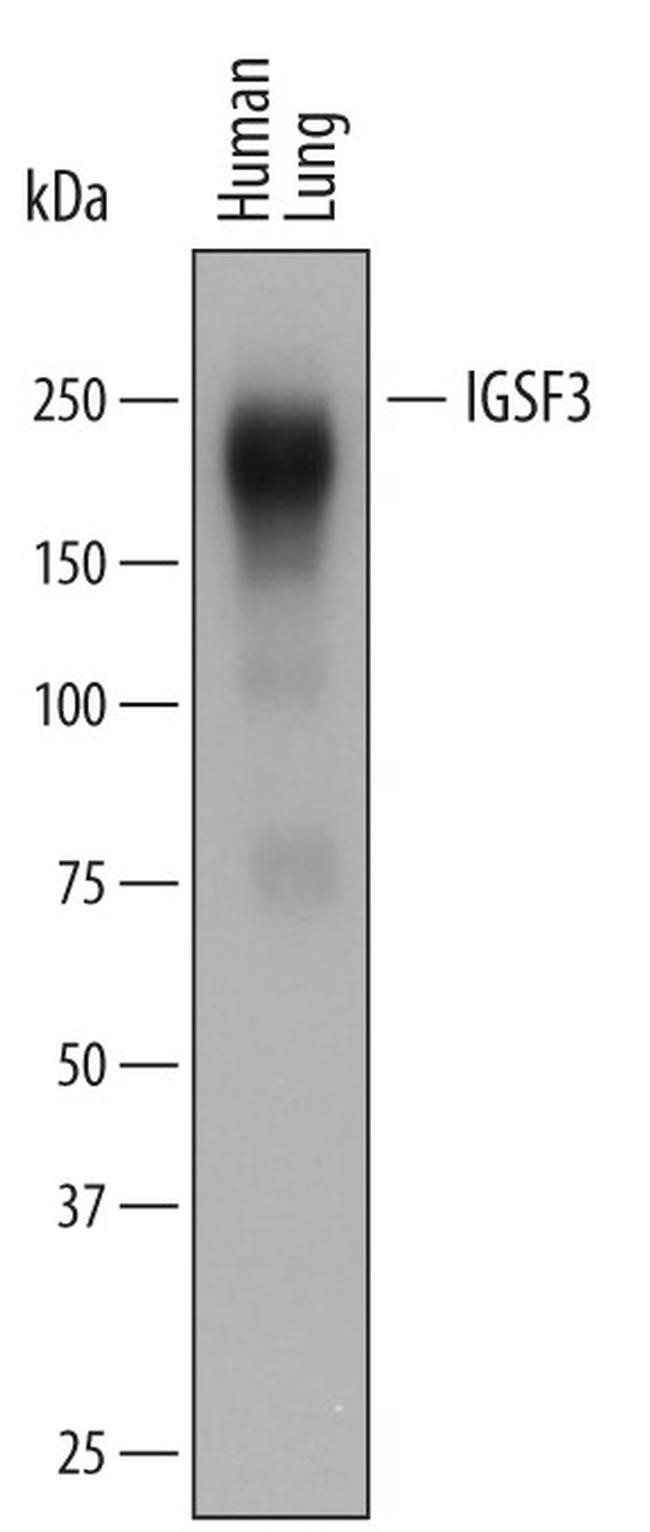 IGSF3 Antibody in Western Blot (WB)