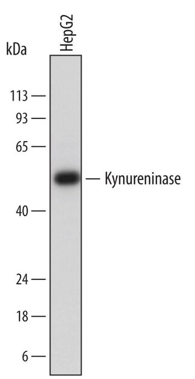 KYNU Antibody in Western Blot (WB)