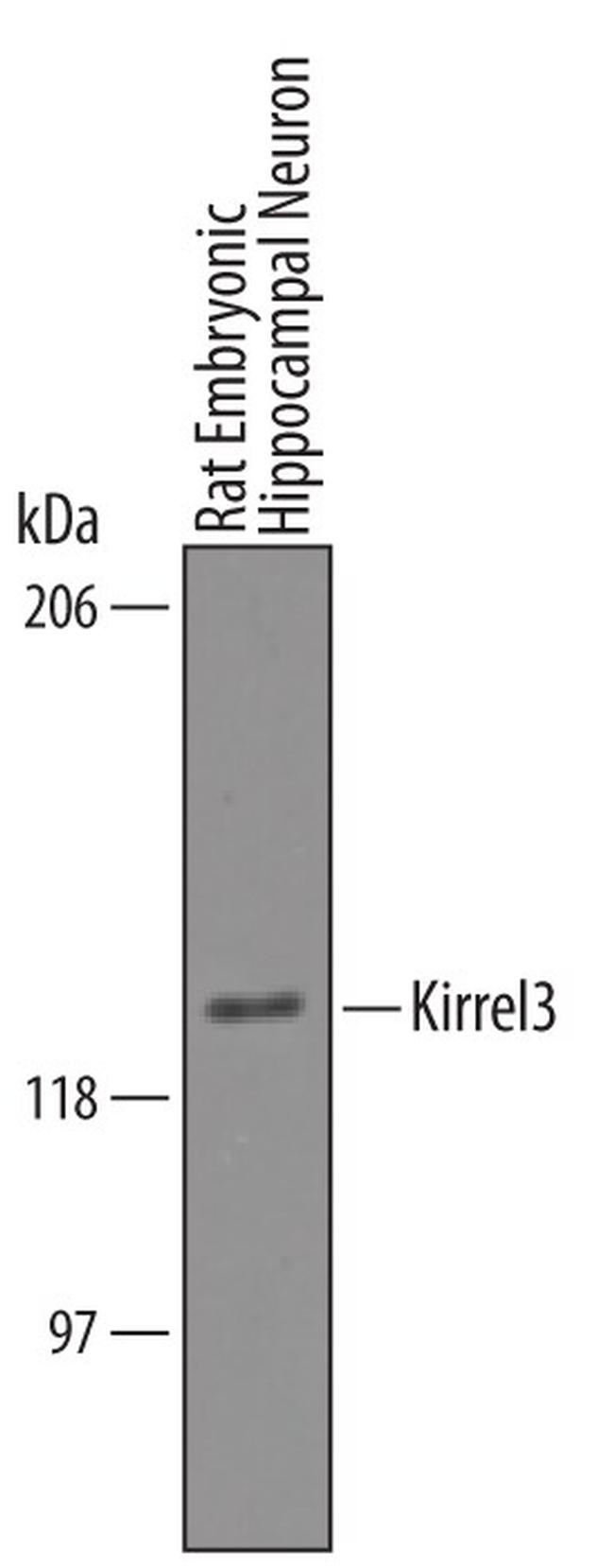 KIRREL3 Antibody in Western Blot (WB)