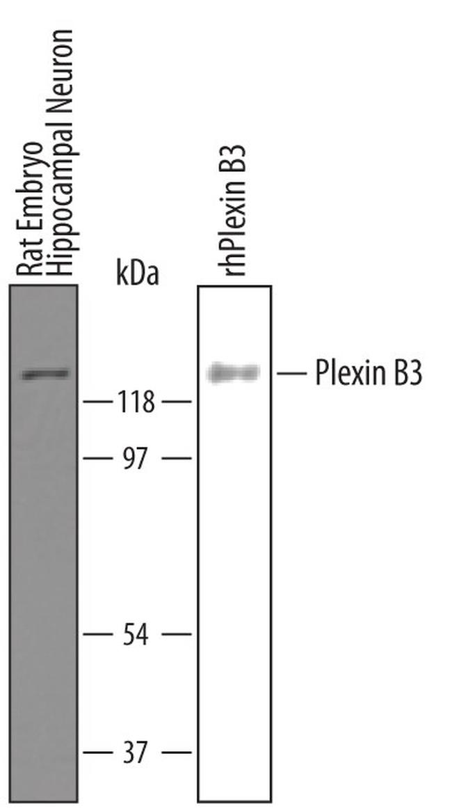 PLXNB3 Antibody in Western Blot (WB)