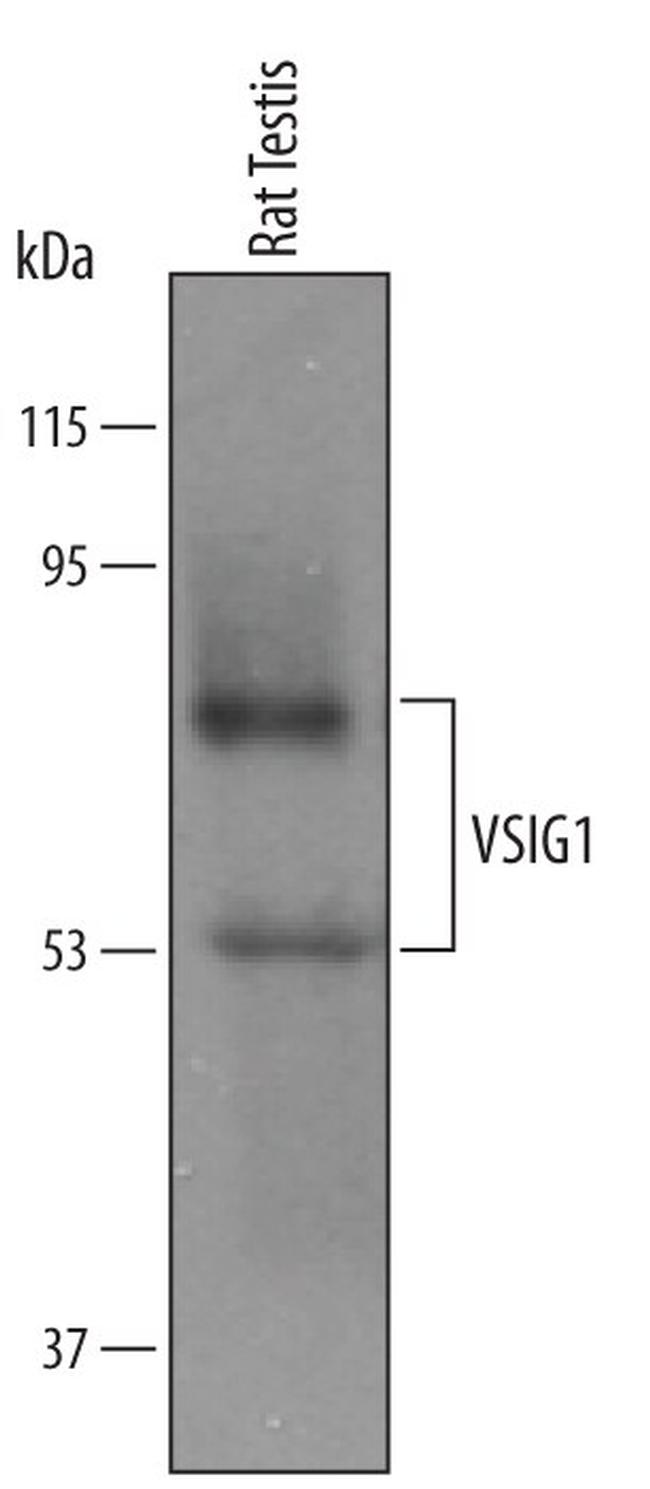 VSIG1 Antibody in Western Blot (WB)