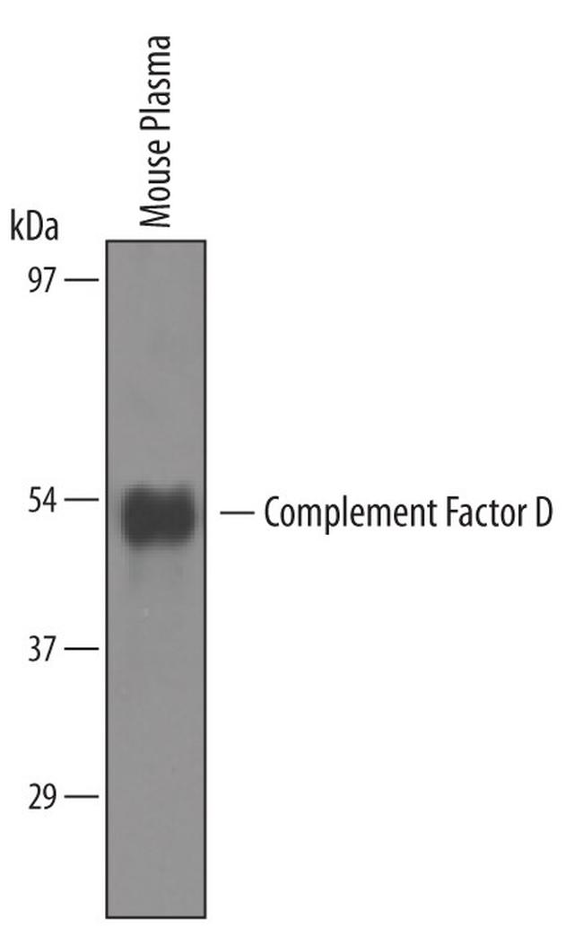 Complement Factor D Antibody in Western Blot (WB)