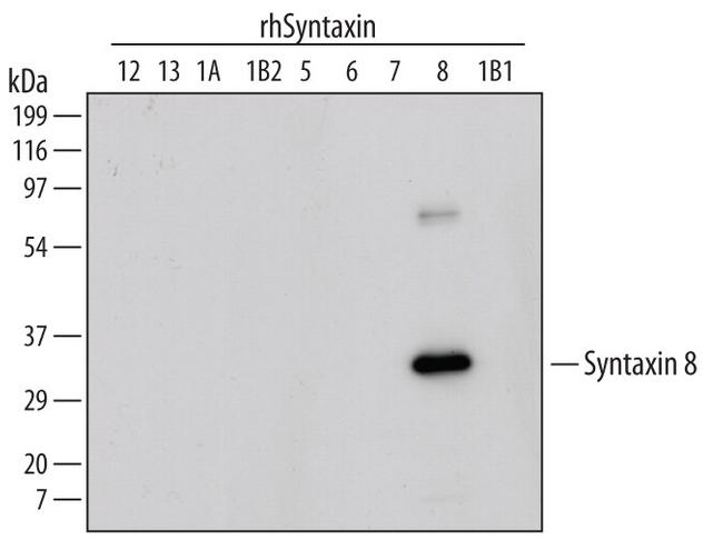 STX8 Antibody in Western Blot (WB)