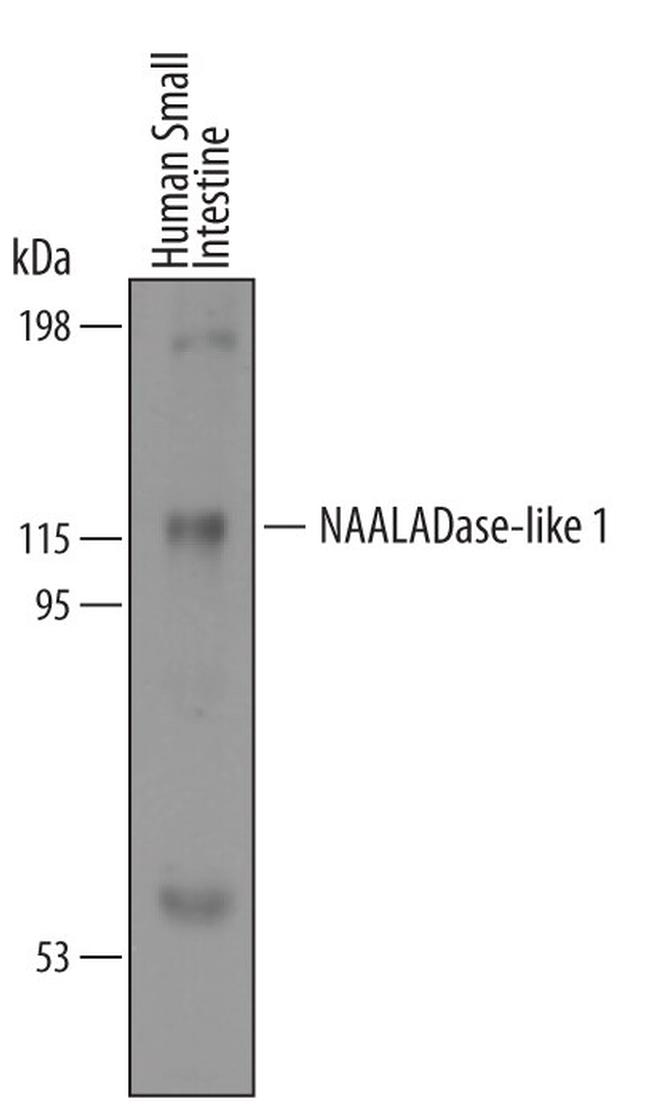 NAALADL1 Antibody in Western Blot (WB)