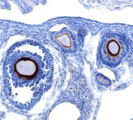 Lypd3 Antibody in Immunohistochemistry (Frozen) (IHC (F))