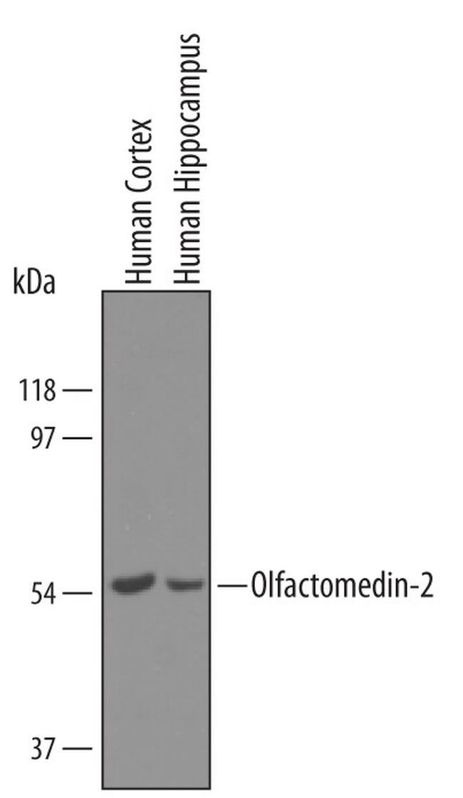 OLFM2 Antibody in Western Blot (WB)