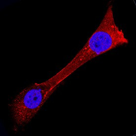 USP2 Antibody in Immunocytochemistry (ICC/IF)