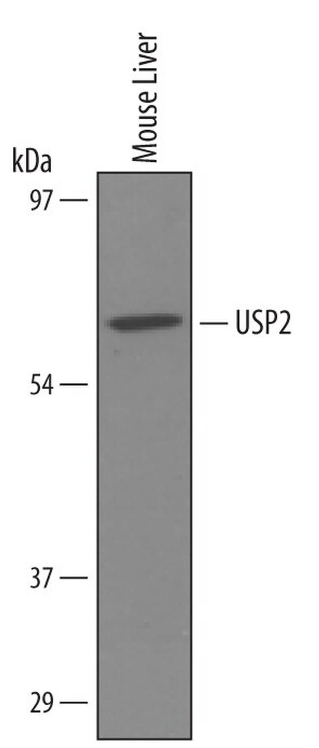 USP2 Antibody in Western Blot (WB)